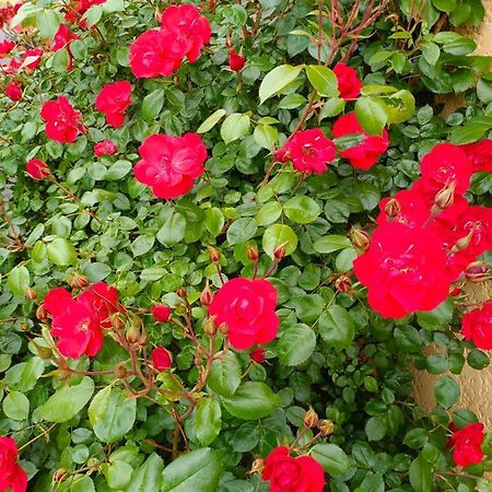 La Maison Des Roses Chadrac Eksteriør bilde