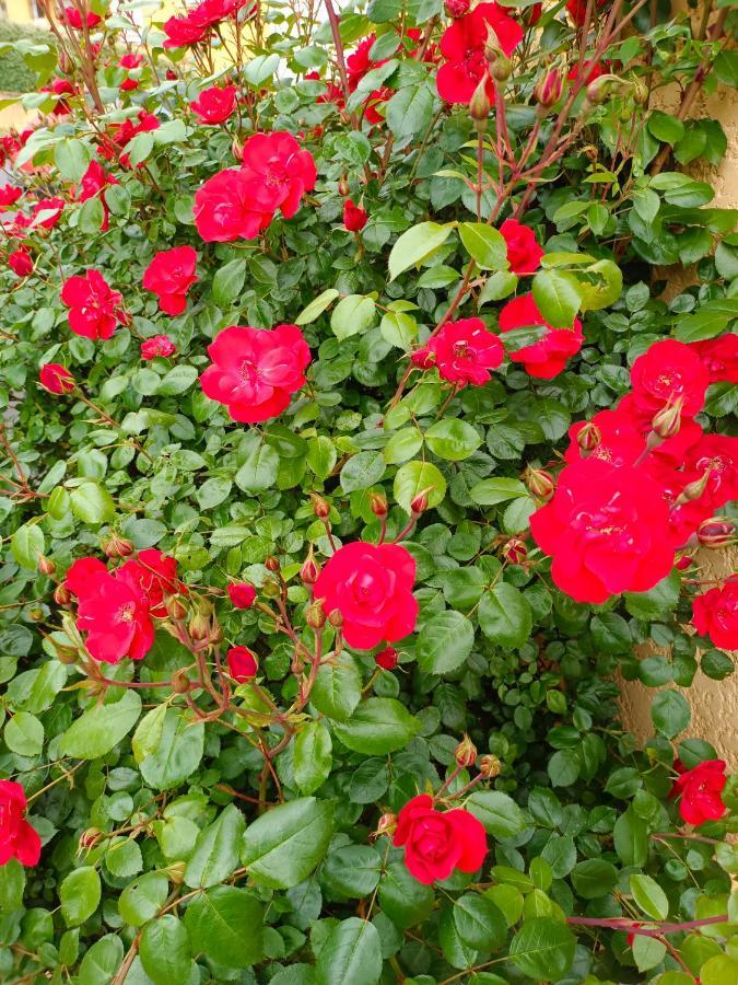 La Maison Des Roses Chadrac Eksteriør bilde